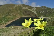 31 Giallo di pulsatilla alpina sulfurea sul blu-moro del Lago Moro